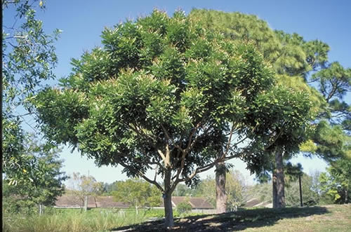 mature soapberry tree