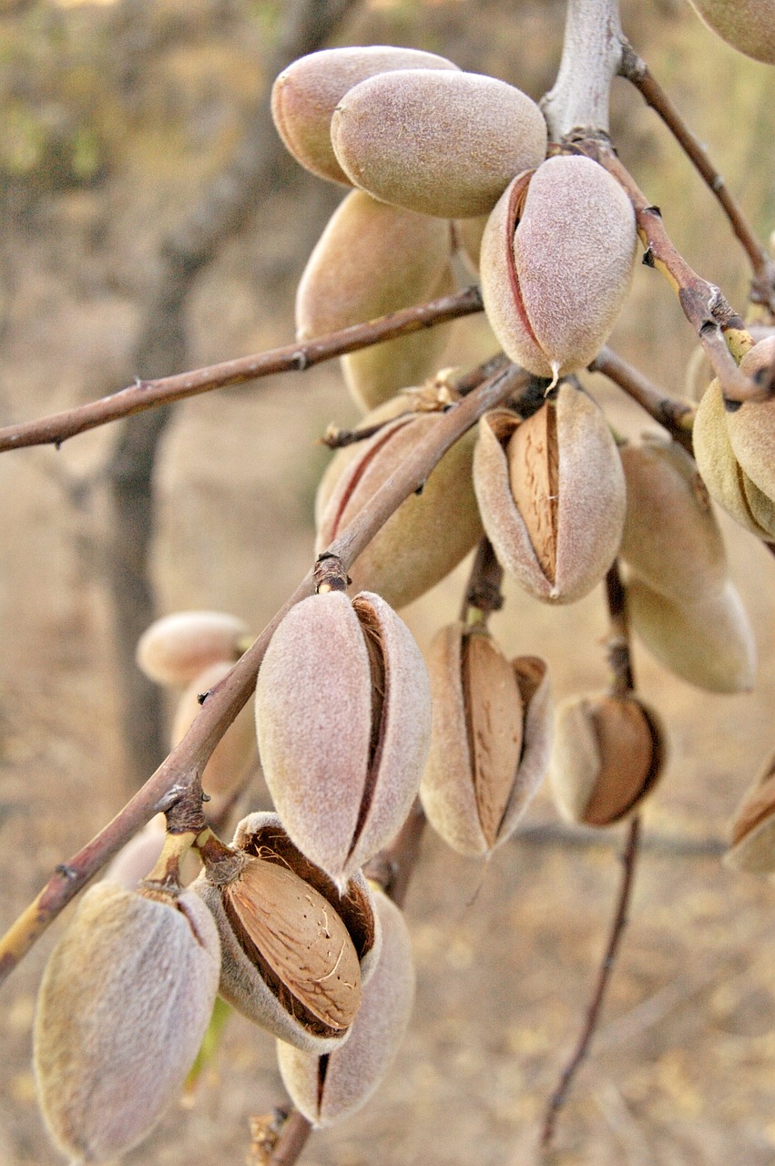 ripe almonds on tree