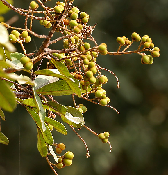 soapnuts on tree