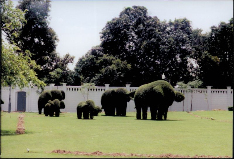 animal topiary
