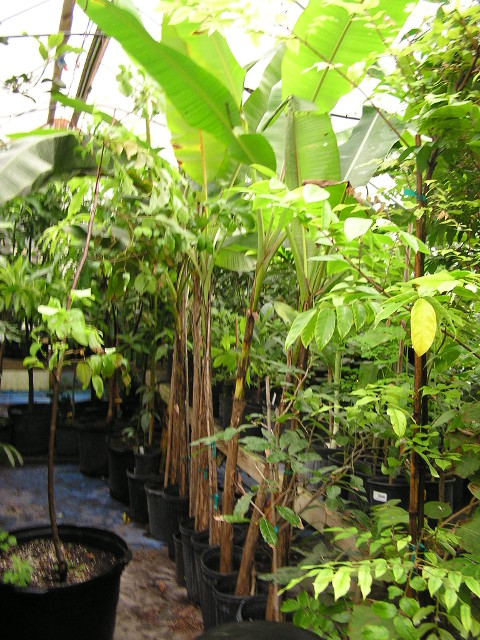 BANANA Plants For Zones 8b-10 | Ask The Green Genie
