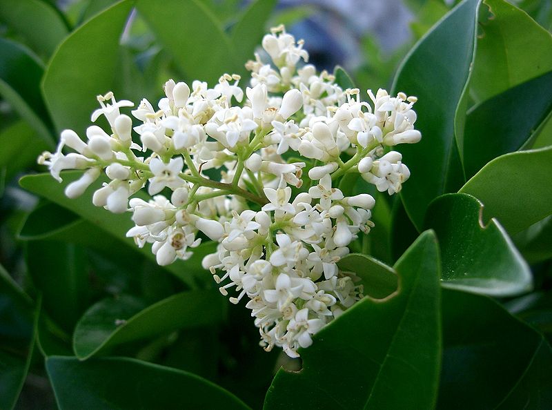 Ligustrum_japonicum