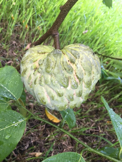 Australia_Atemoya_fruit