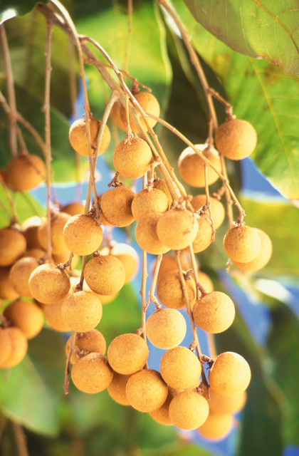 LONGAN