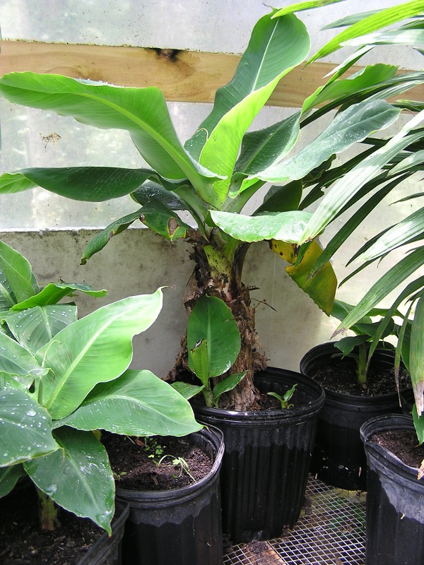 BANANA Plants For Zones 8b-10 | Ask The Green Genie