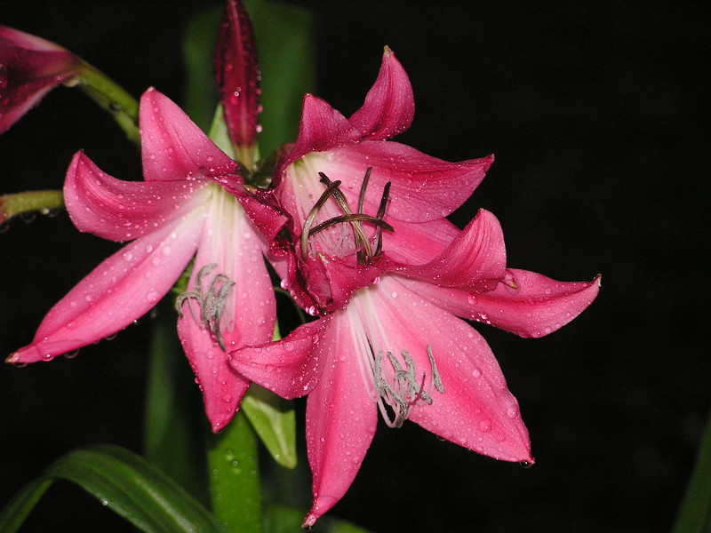 crinum5