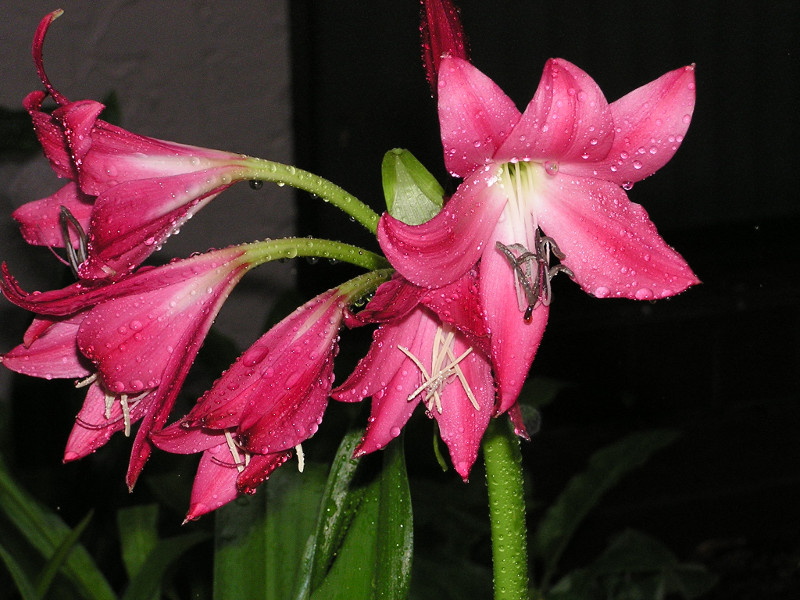 crinum7